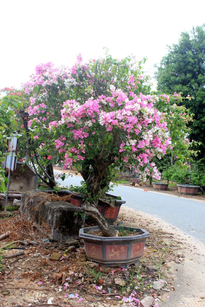 Colorful Bougainvillea Flowering Landscape Bonsai