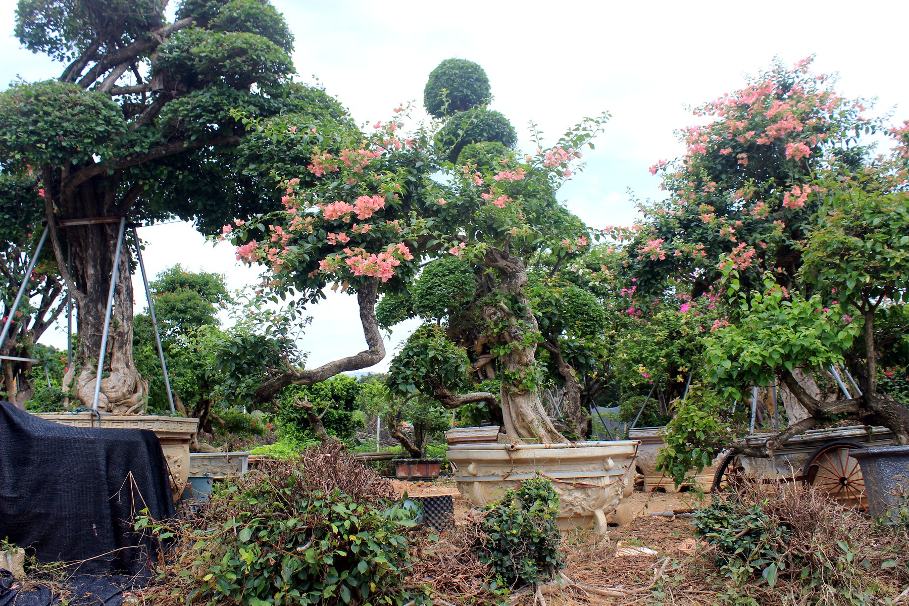 Large Multi-Layer Bougainvillea Landscape Trees