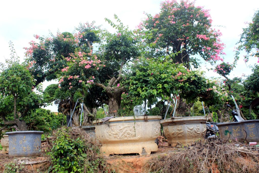 Large Multi-Layer Bougainvillea Landscape Trees