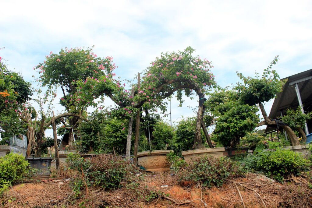 Large Multi-Layer Bougainvillea Landscape Trees
