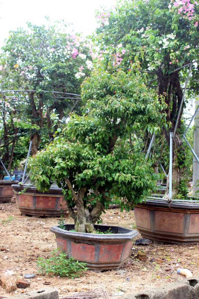 Mature Bougainvillea Potted Landscape Bonsai