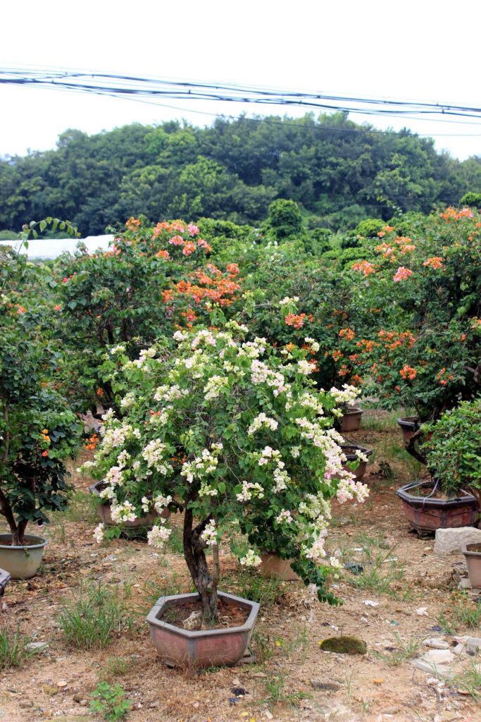 Bougainvillea Flowering Bonsai Nursery Stock