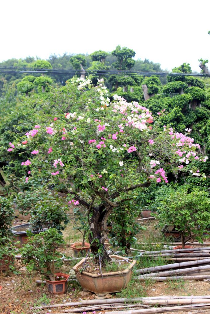 Bougainvillea Flowering Bonsai Nursery Stock