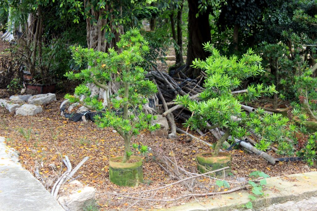 Podocarpus Sculptural Potted Bonsai