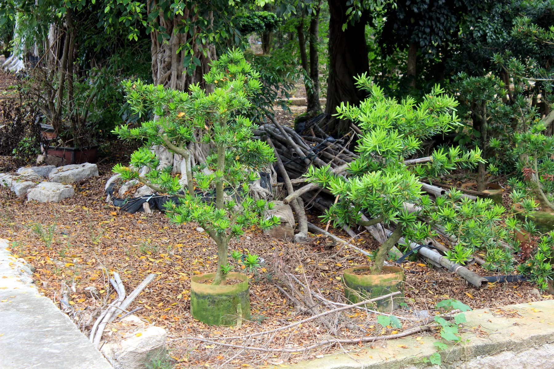 Podocarpus Sculptural Potted Bonsai