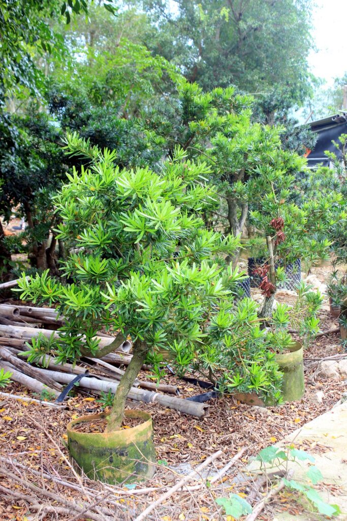 Podocarpus Sculptural Potted Bonsai