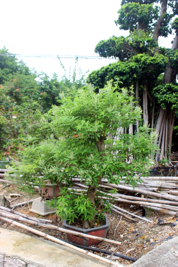 Podocarpus Sculptural Potted Bonsai