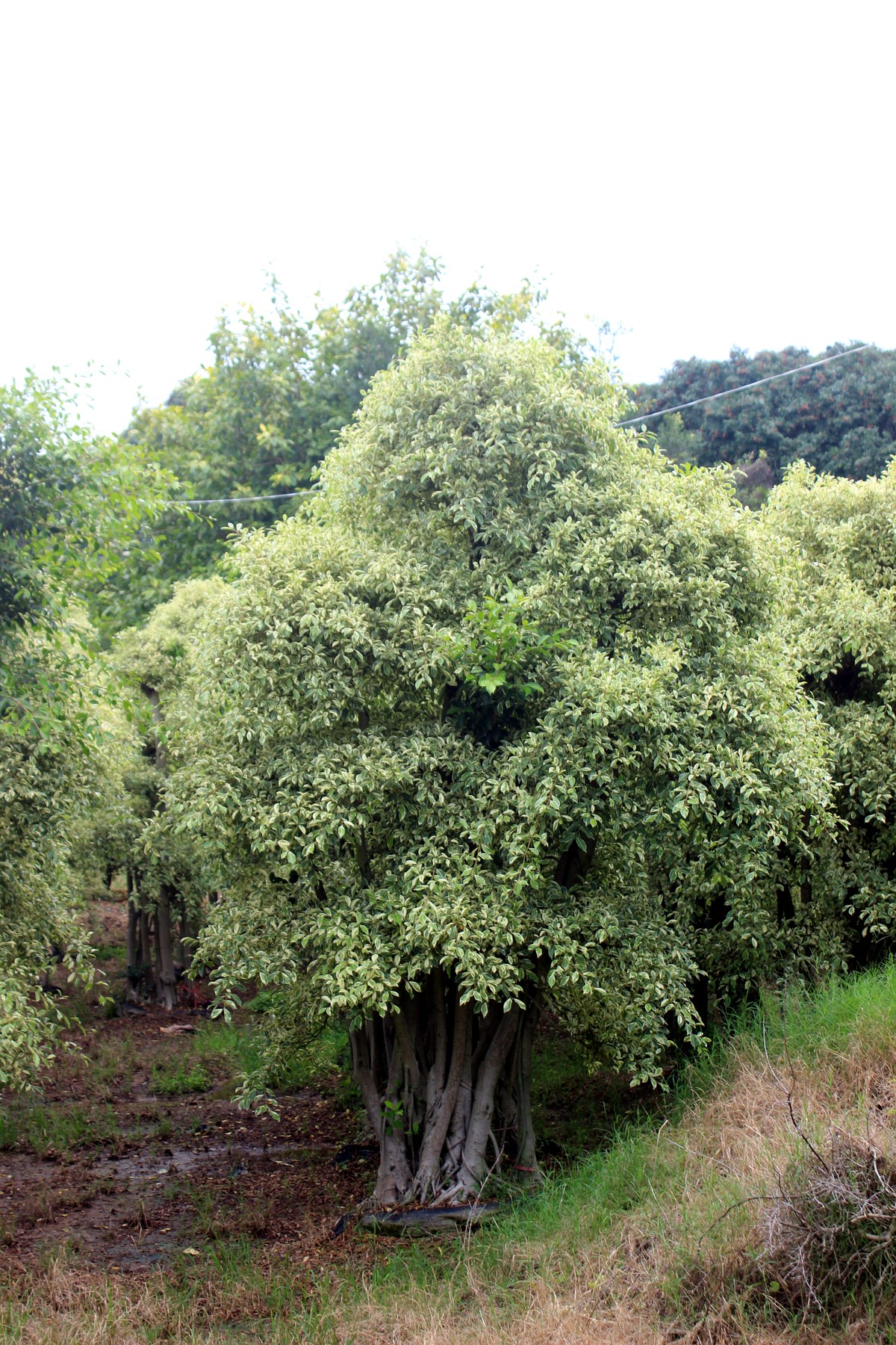Mature Clumping Bamboo Landscape Plants