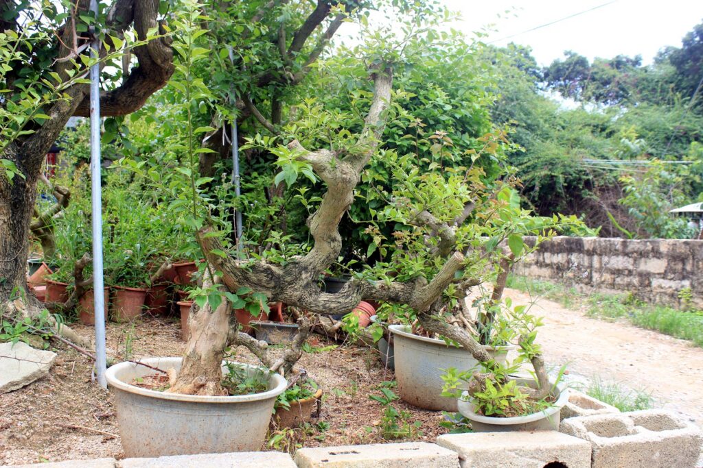 Large Sculptural Deciduous Potted Bonsai