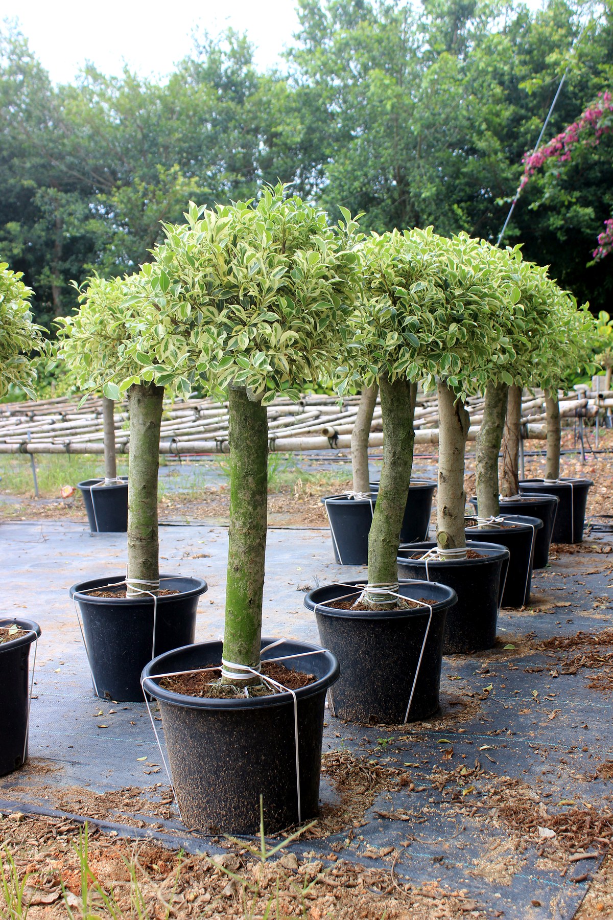 Standard Weeping Ficus Potted Trees