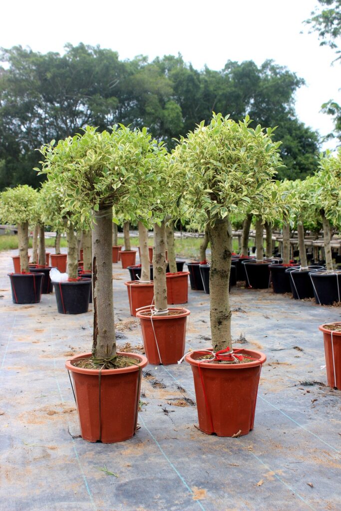 Standard Weeping Ficus Potted Trees