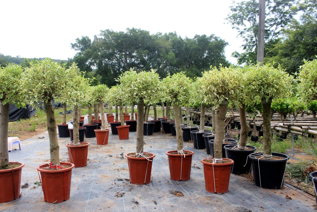 Standard Weeping Ficus Potted Trees