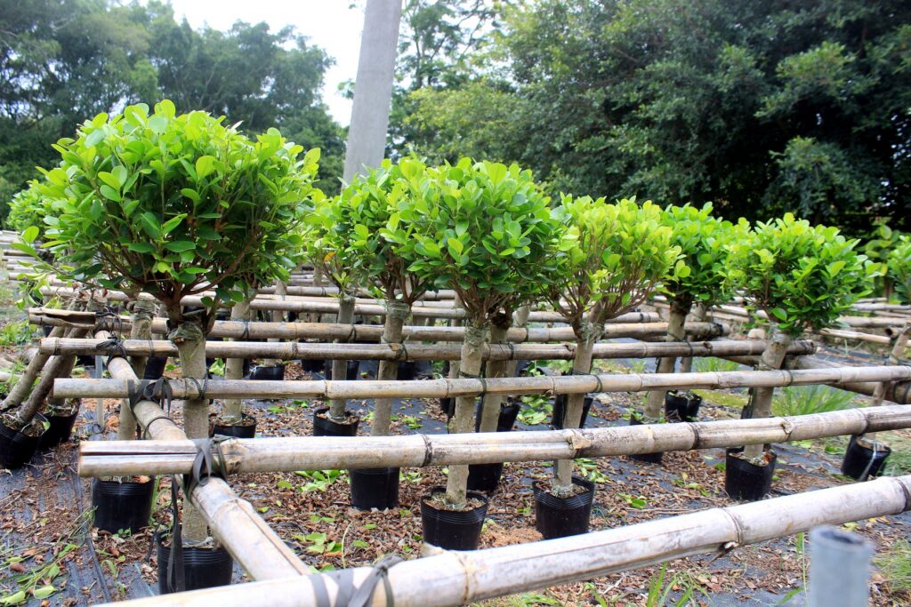 Compact Standard Ficus Topiary Trees