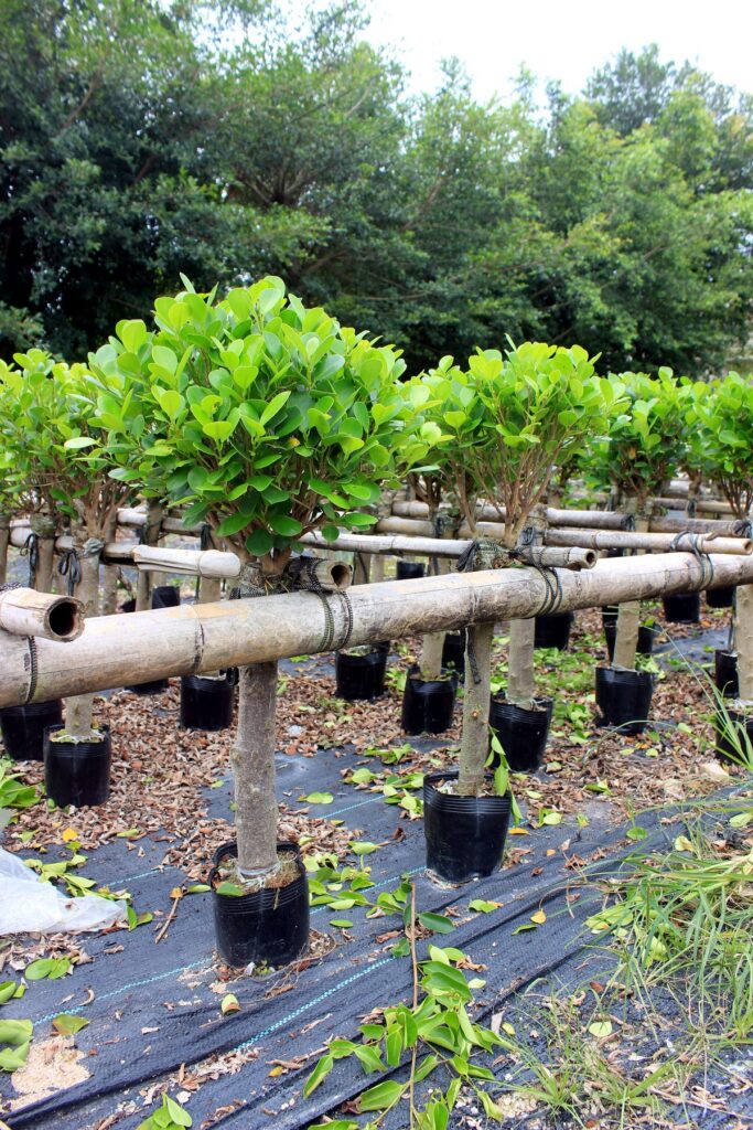 Compact Standard Ficus Topiary Trees