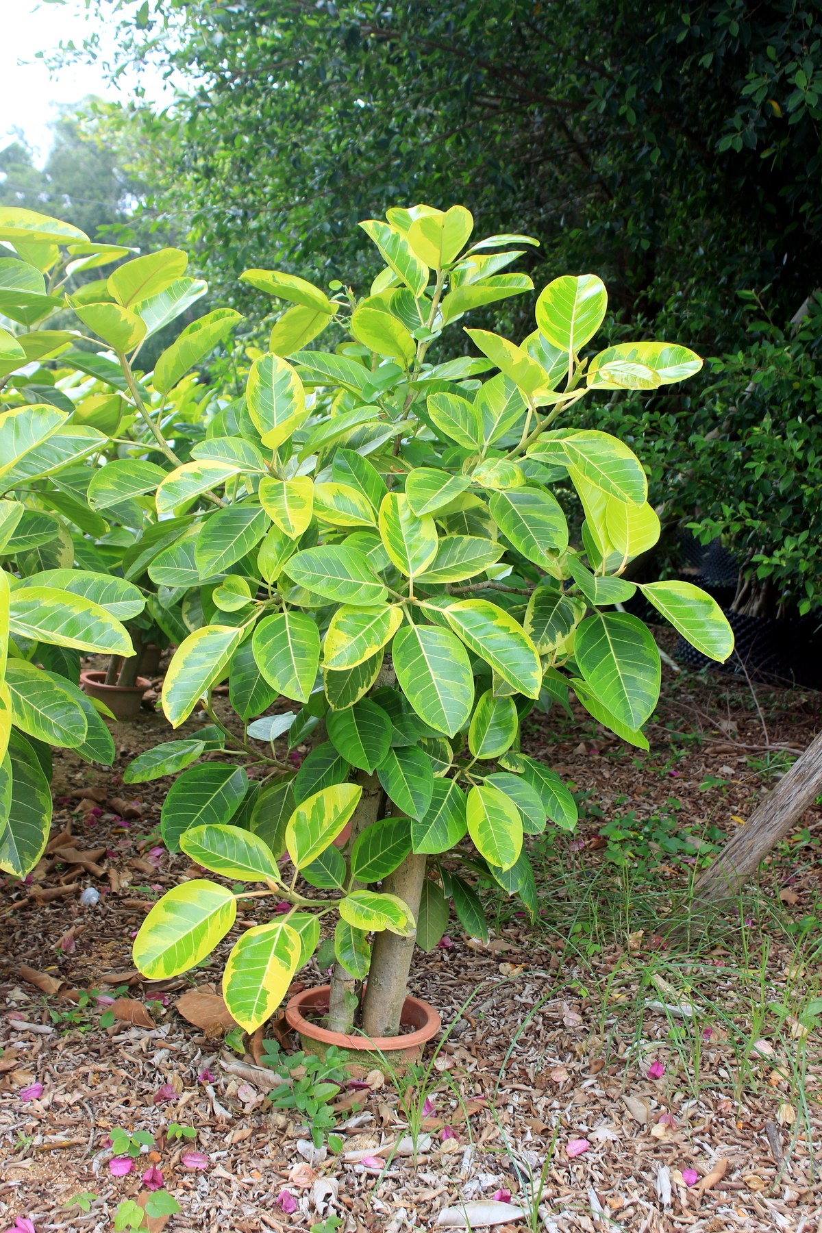 Variegated Ficus Starter Plants