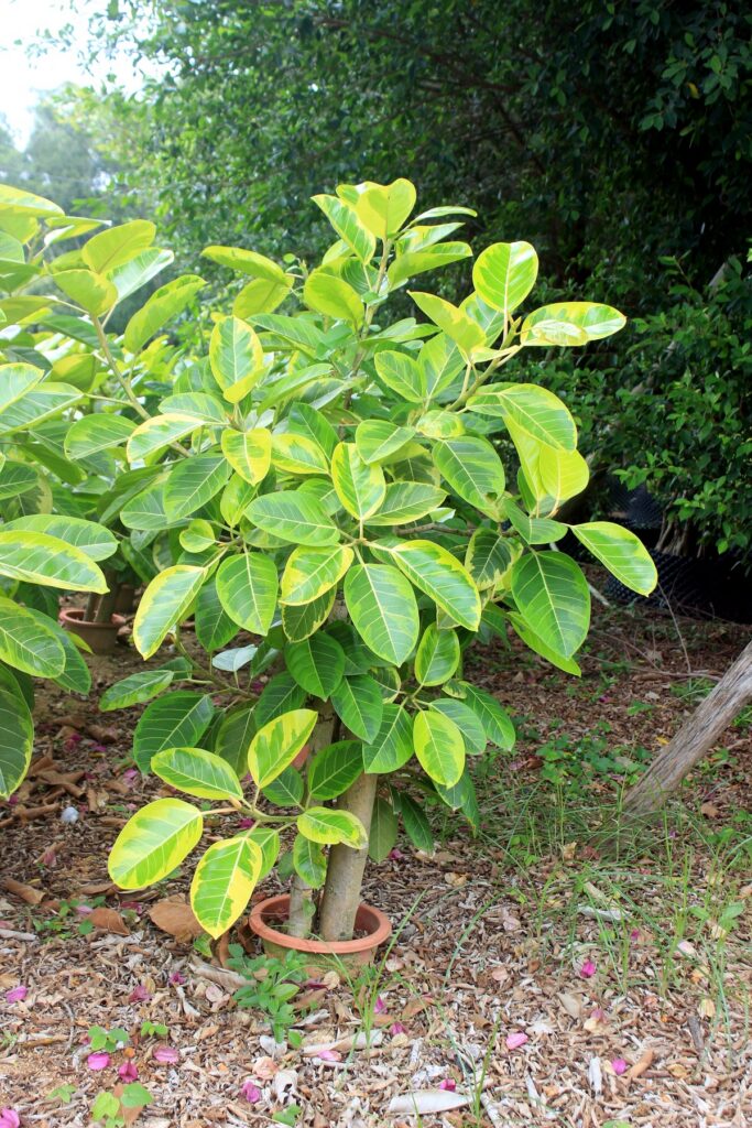 Variegated Ficus Starter Plants