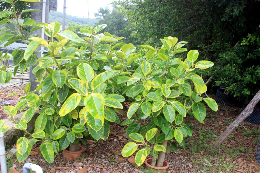 Variegated Ficus Starter Plants