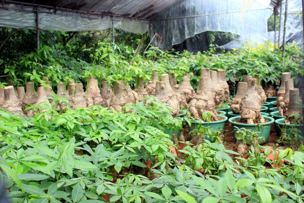 Adenium Obesum Desert Rose Seedlings