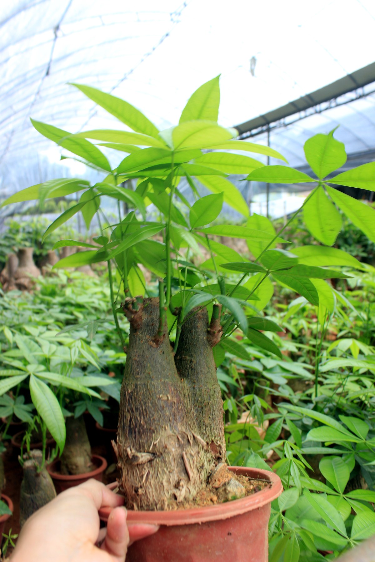 Pachira Aquatica Money Tree Starter Plants