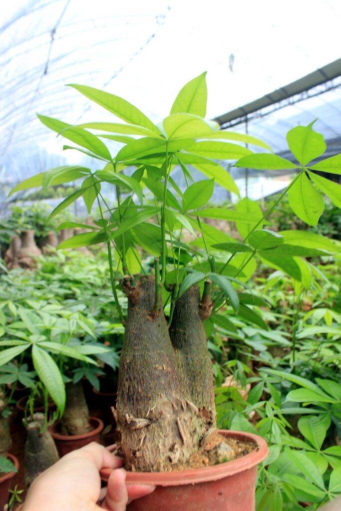 Pachira Aquatica Money Tree Starter Plants