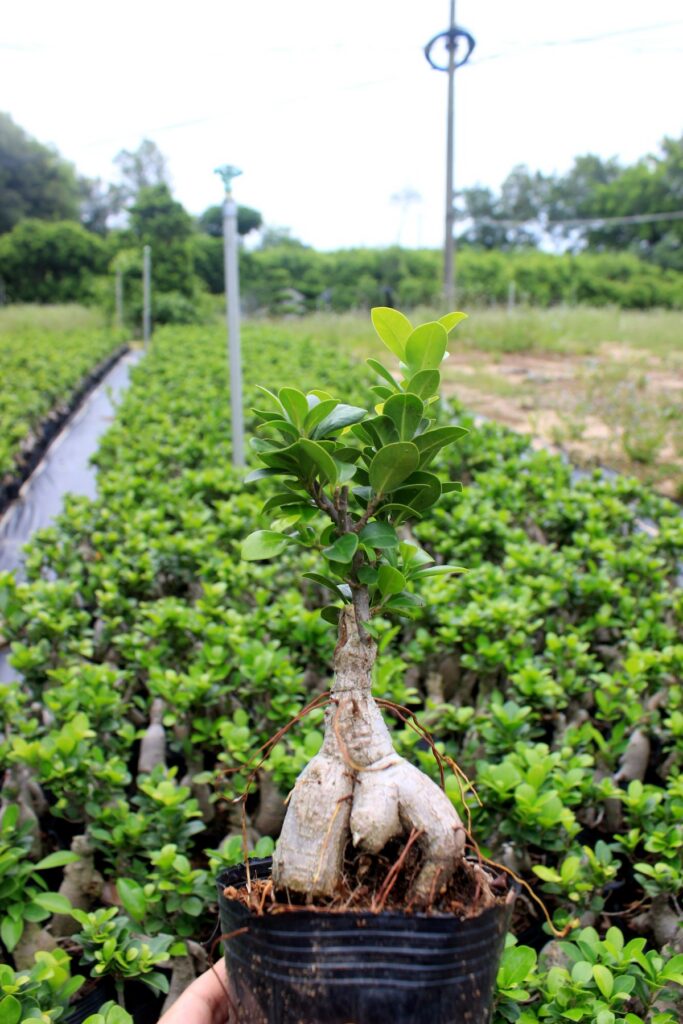 Ficus Microcarpa Ginseng Rootstock Seedlings