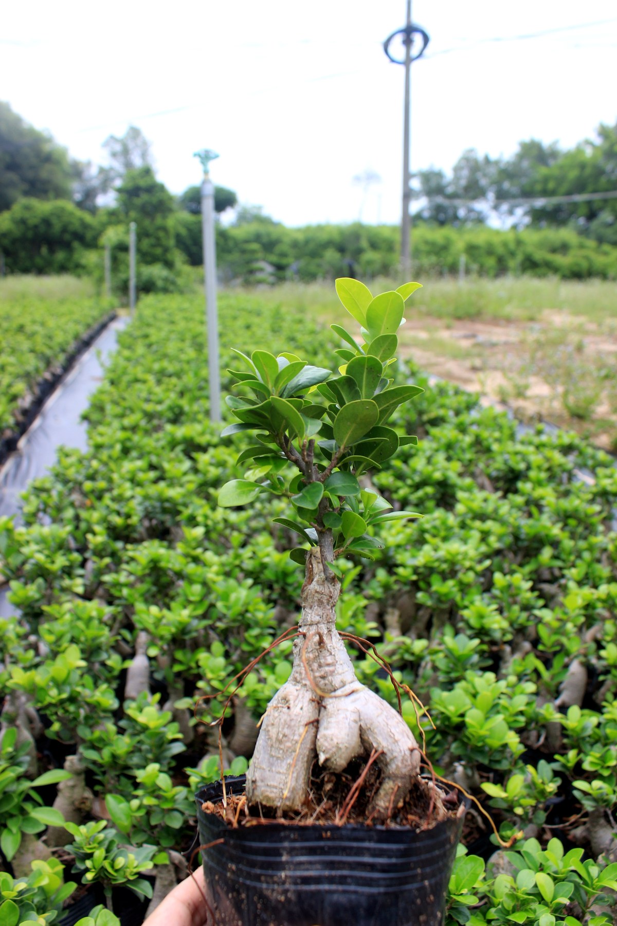 Ficus Microcarpa Ginseng Rootstock Seedlings