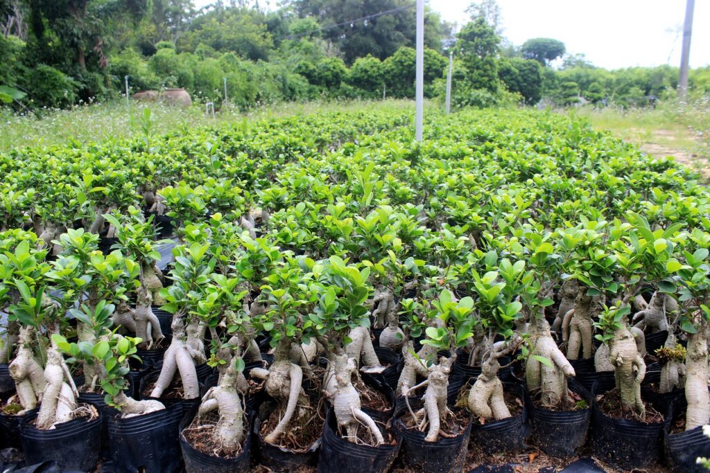 Ficus Microcarpa Ginseng Rootstock Seedlings