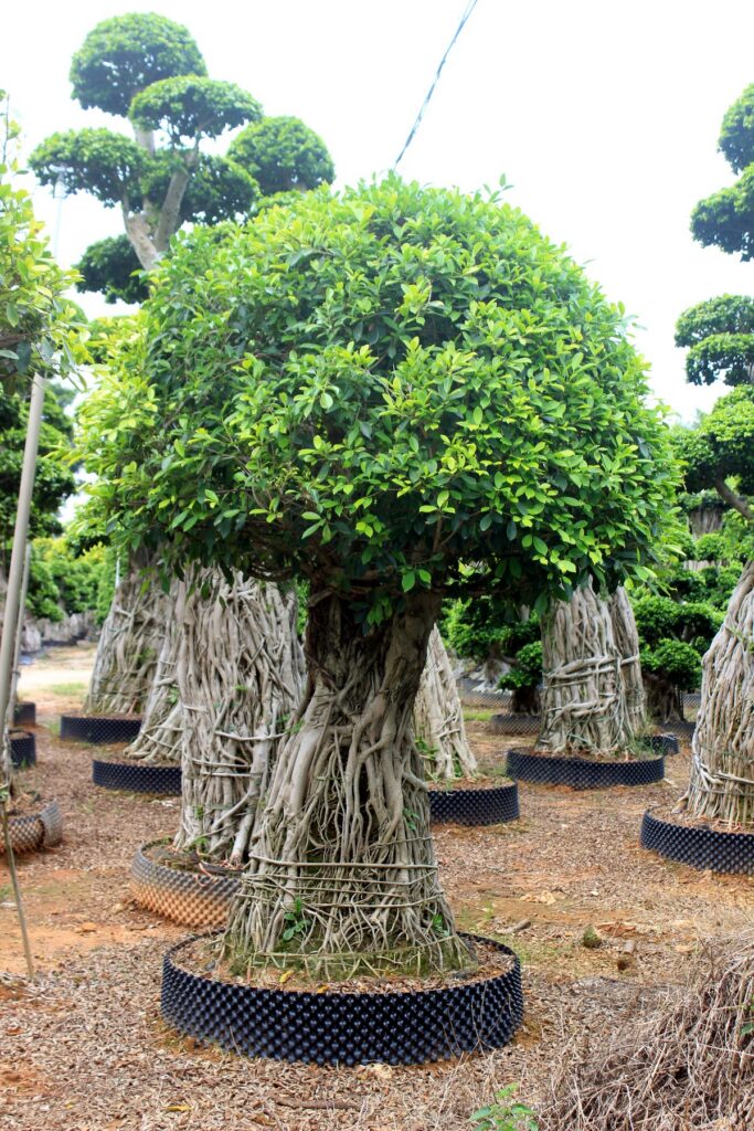 Large Ficus Microcarpa Aerial Root Umbrella Bonsai