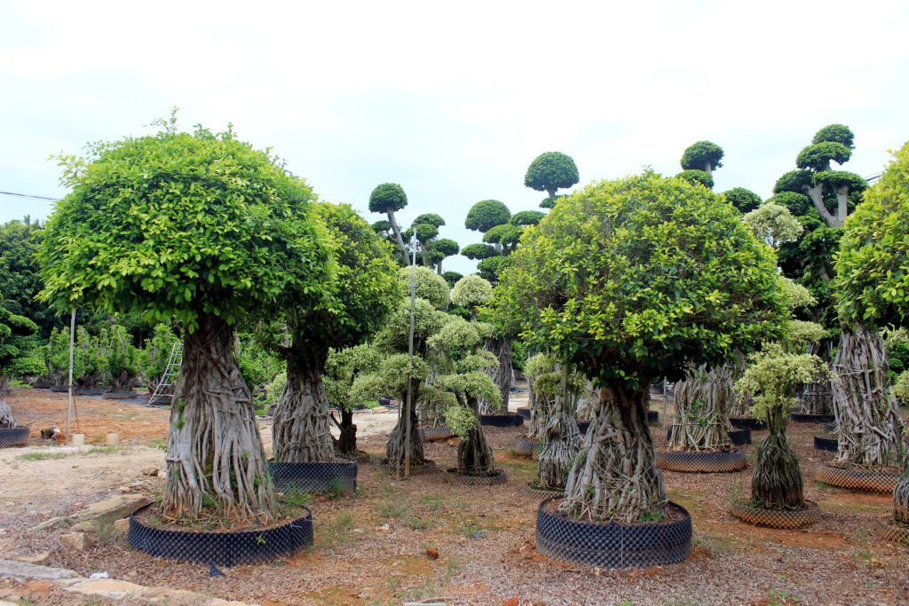 Large Ficus Microcarpa Aerial Root Umbrella Bonsai